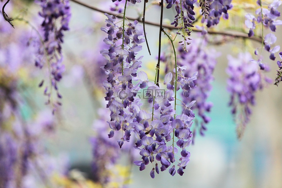 植物,紫藤,花