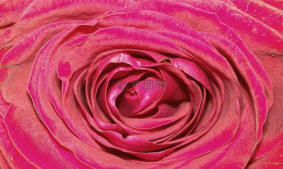 女王 王后的鲜花,玫瑰,蔷薇科