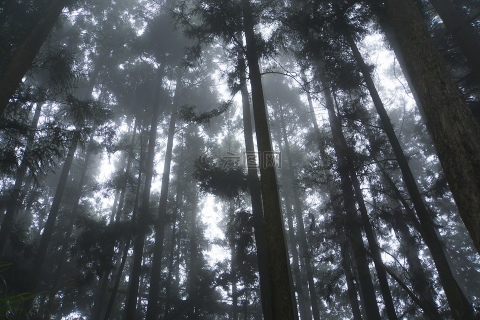 tree,fog,mist