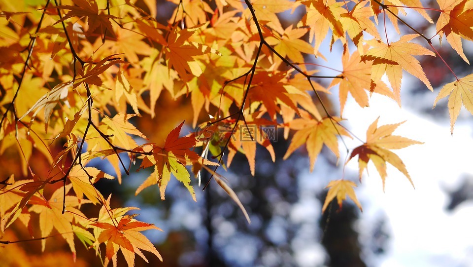 秋天,枫叶,日本