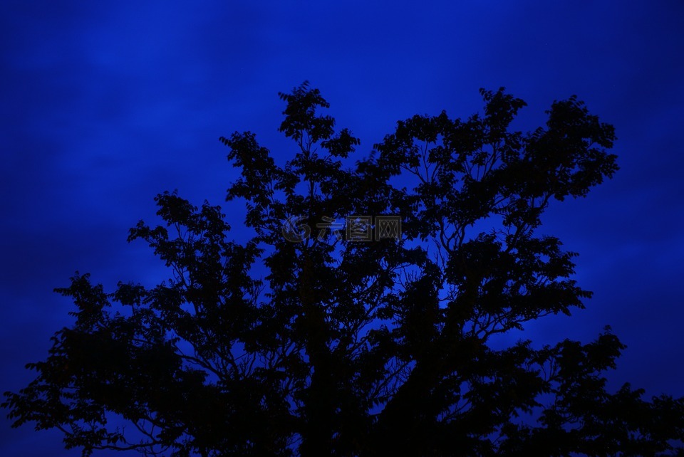 树,夜,长时间曝光