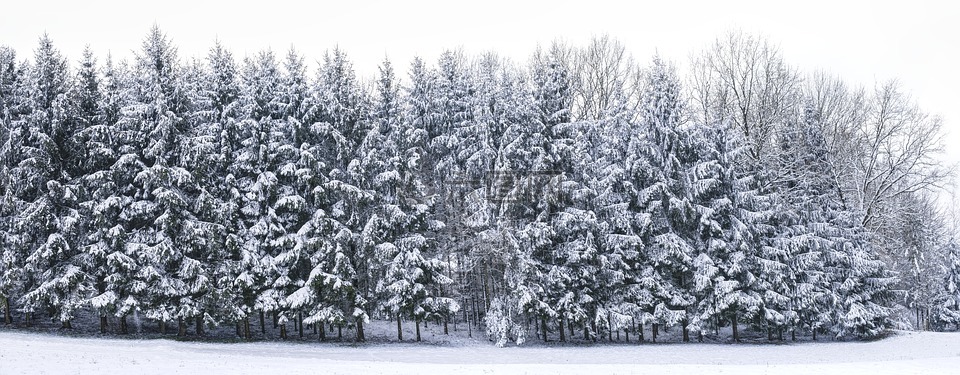 树木,雪,圣诞节