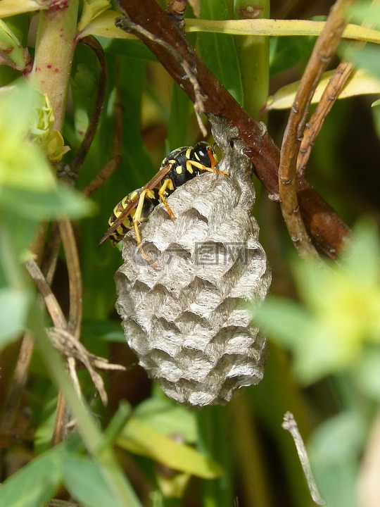 黄蜂,黄蜂'巢,六边形
