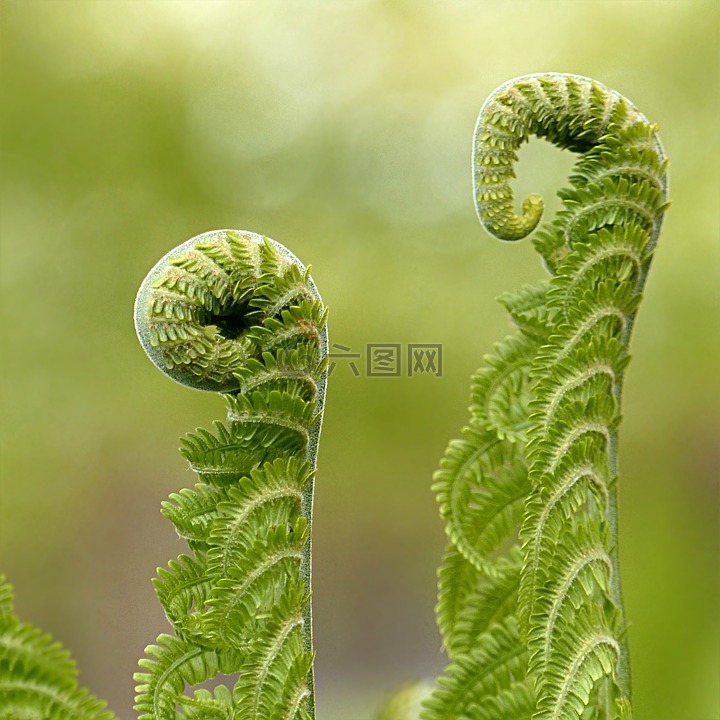 蕨类 Polypodium 厂高清图库素材免费下载 图片编号 六图网