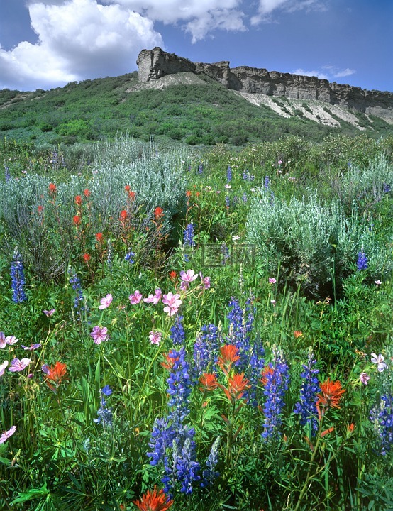 野花,顶部平坦,科罗拉多州