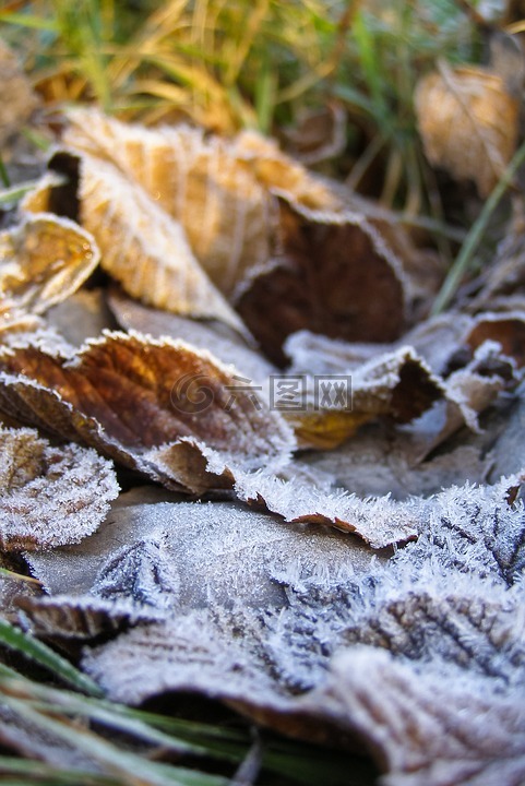 叶子,地上霜,弗罗斯特