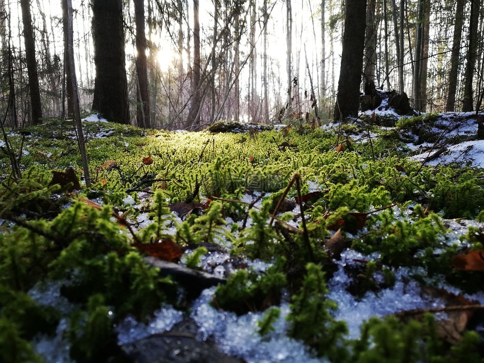 moss,森林,春天