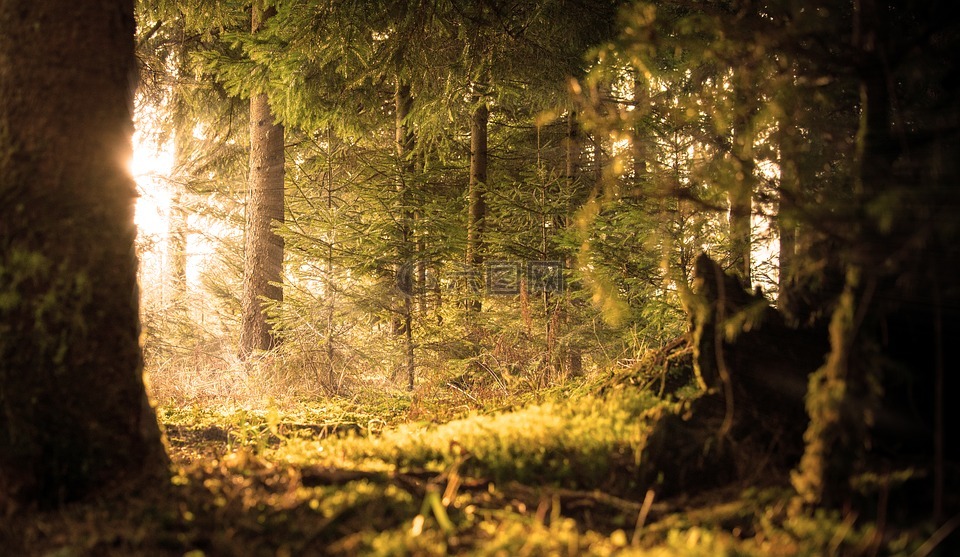 森林,太阳,光线