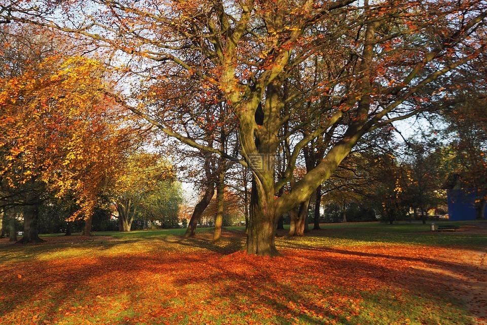 公园,秋季,叶子