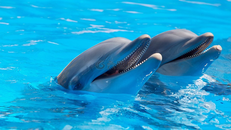 动物,可爱,海豚