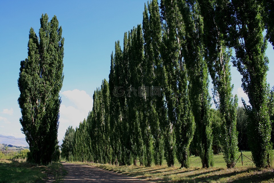 clarens 农村,一排排的树木,公路沿线的树木