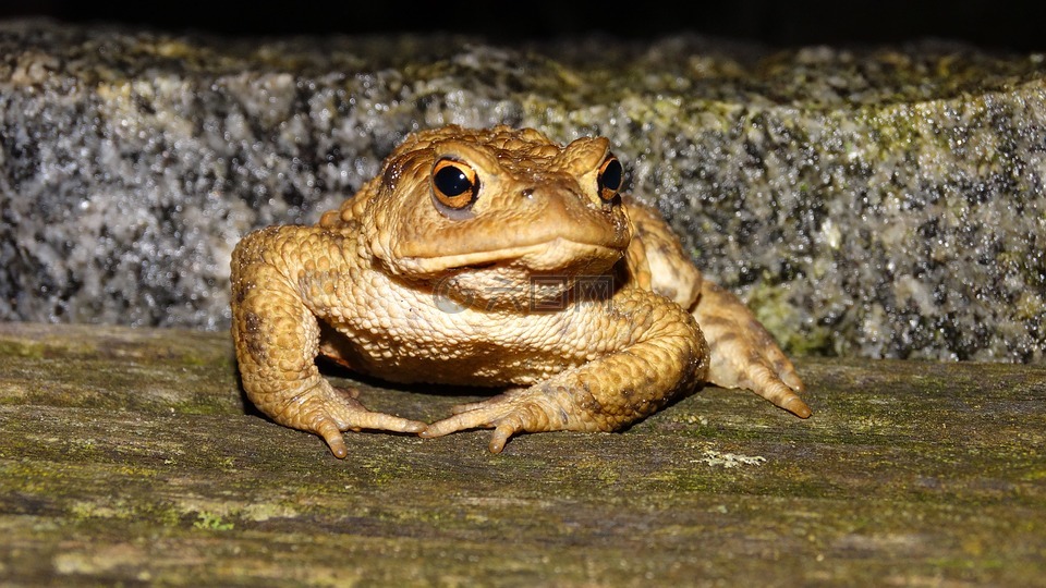 青蛙,在晚上,木地板