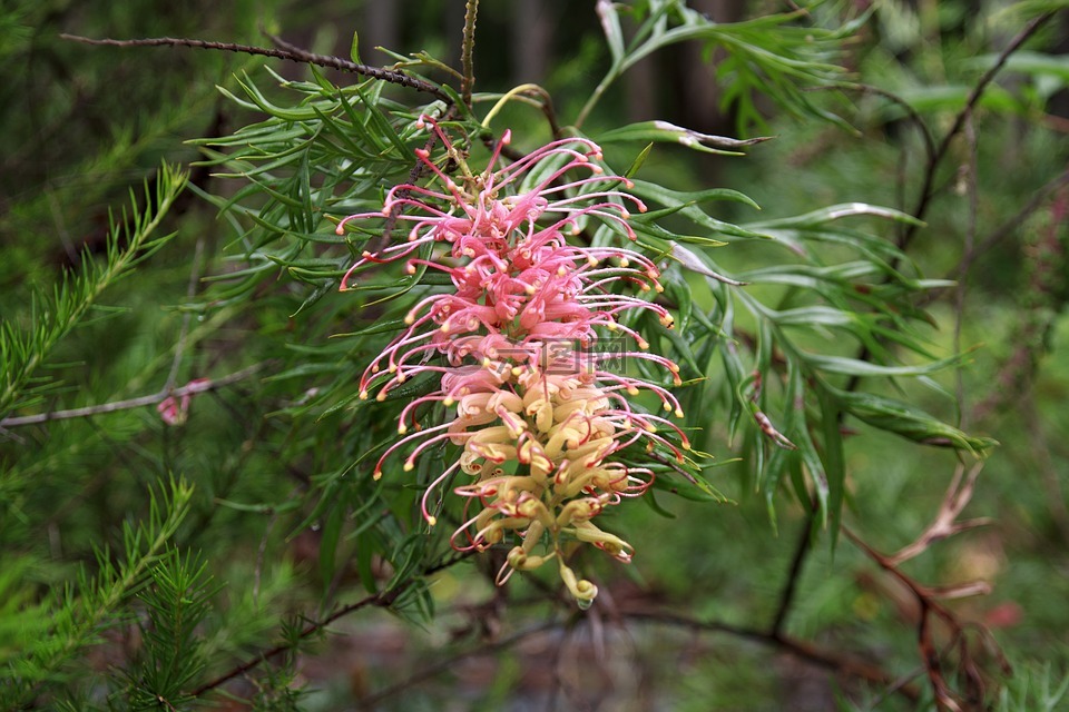 grevillea,澳大利亚,户外