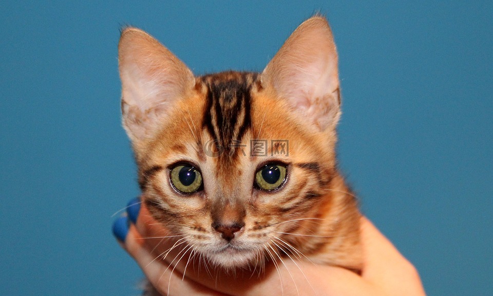小猫,孟加拉,褐色斑点虎斑