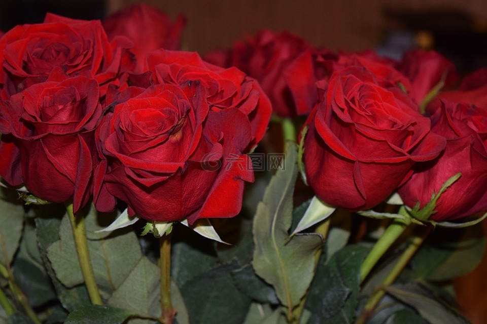 玫瑰,红玫瑰,情人节