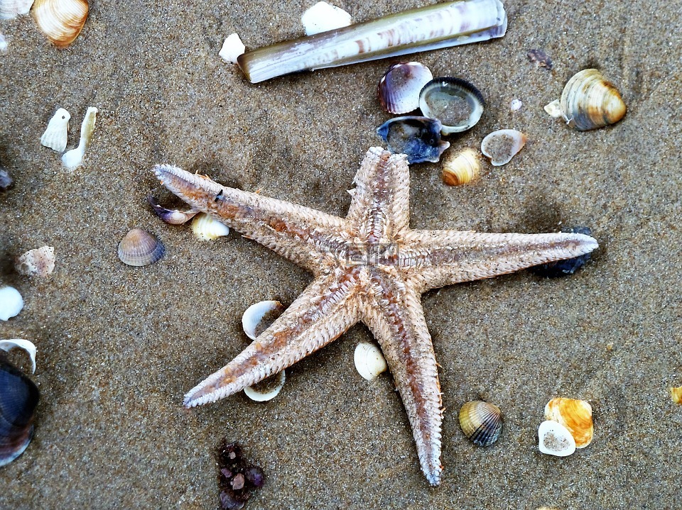 海星,海滩,外壳