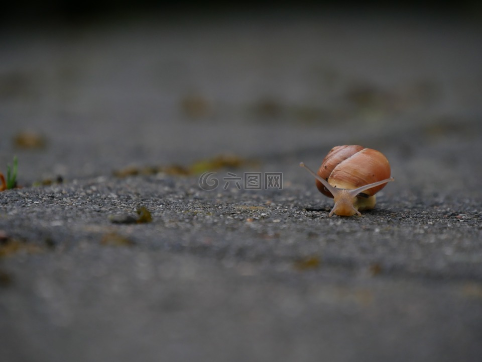 蜗牛,慢慢地,壳
