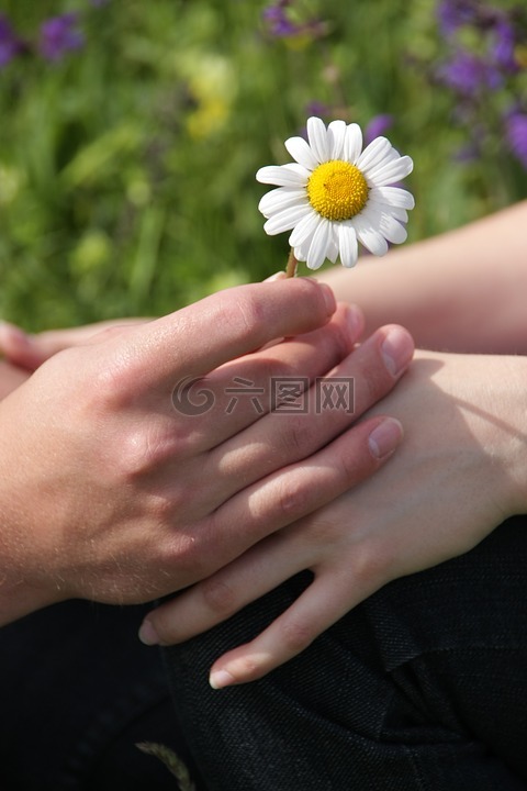 触摸,手,花