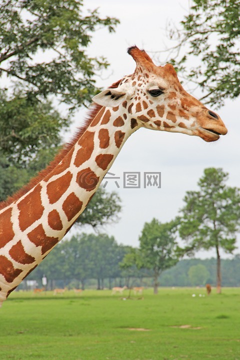 长颈鹿,动物,长长的脖子