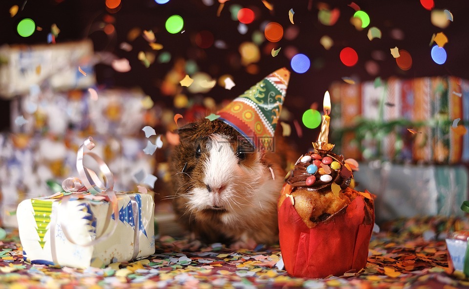 几内亚猪,生日快乐,动物