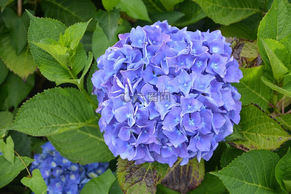 大大的蓝色的花,绣球花,性质