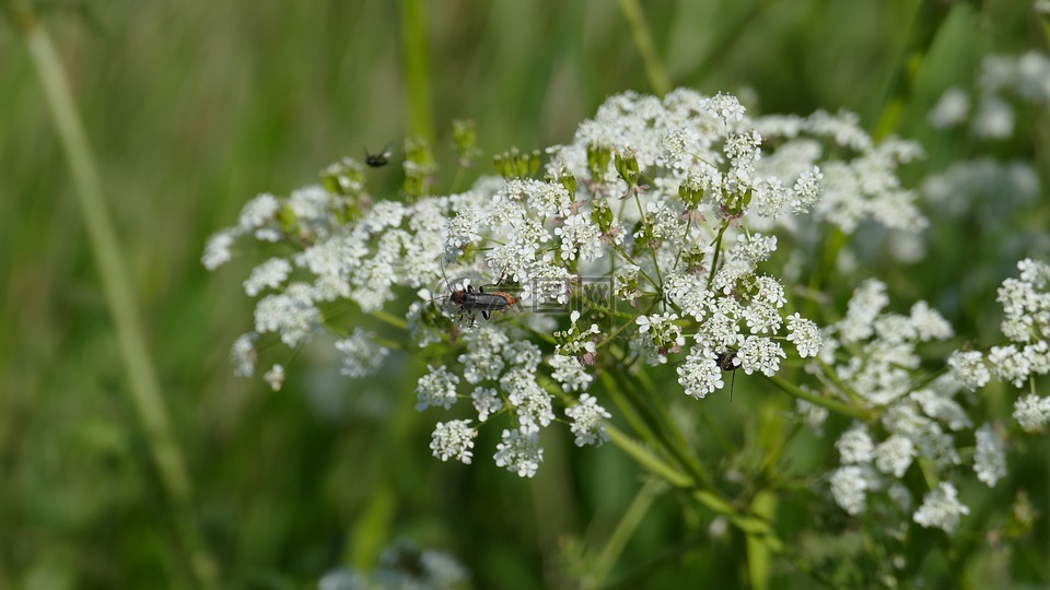 草地,细叶芹,白