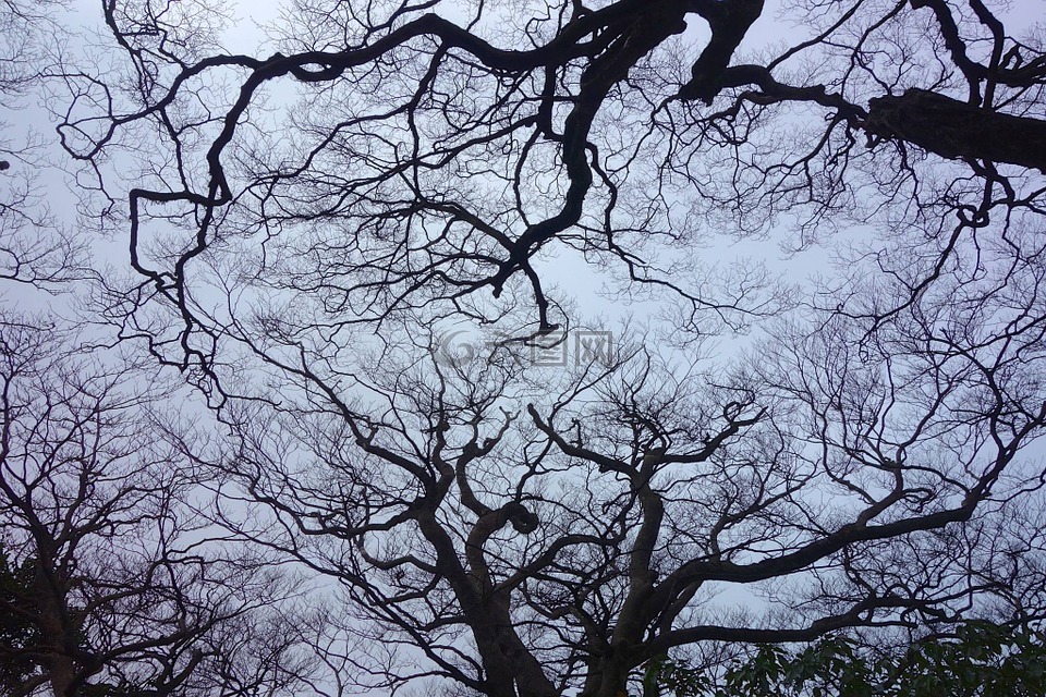 樹林,台灣,枯木