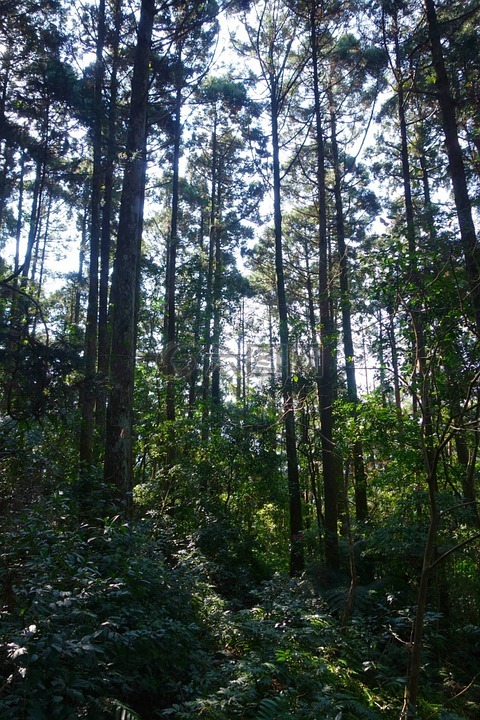 樹林,台灣,森林
