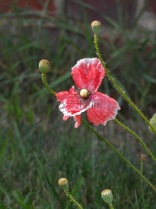 凋零的罂粟花片段二图片