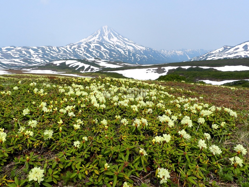 鲜花,杜鹃花,山