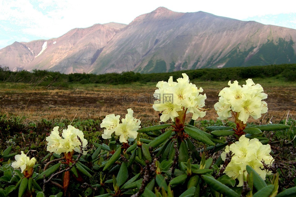 鲜花,杜鹃花,山