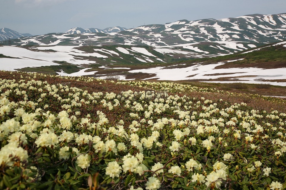 鲜花,杜鹃花,山