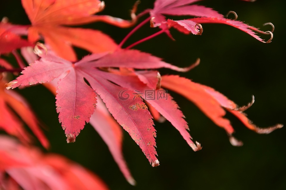 枫叶,红色,秋季