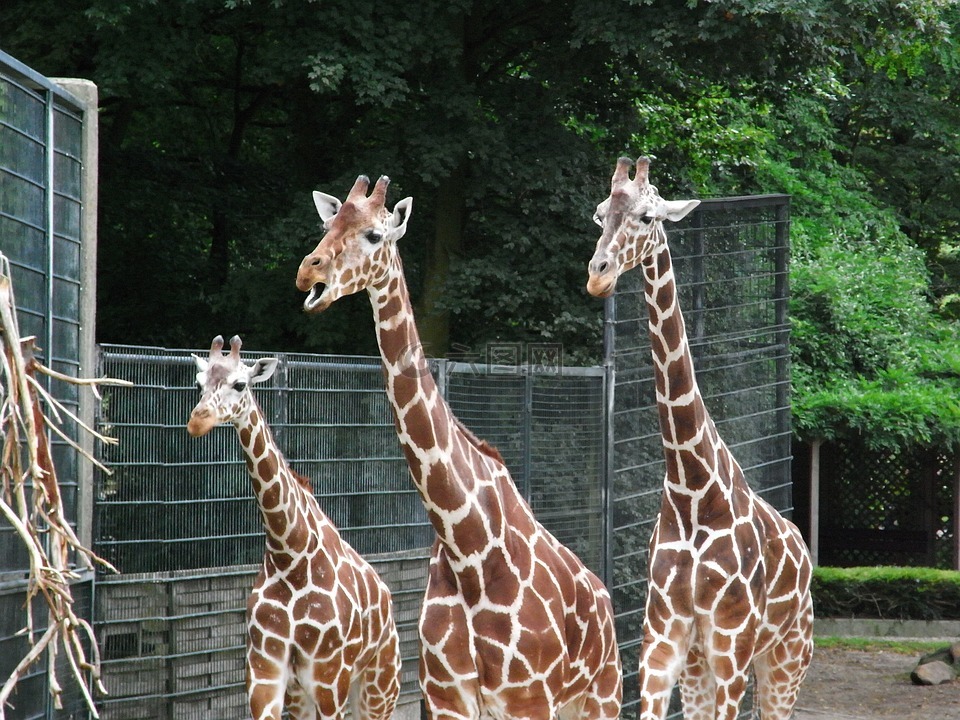 長頸鹿動物園哺乳動物