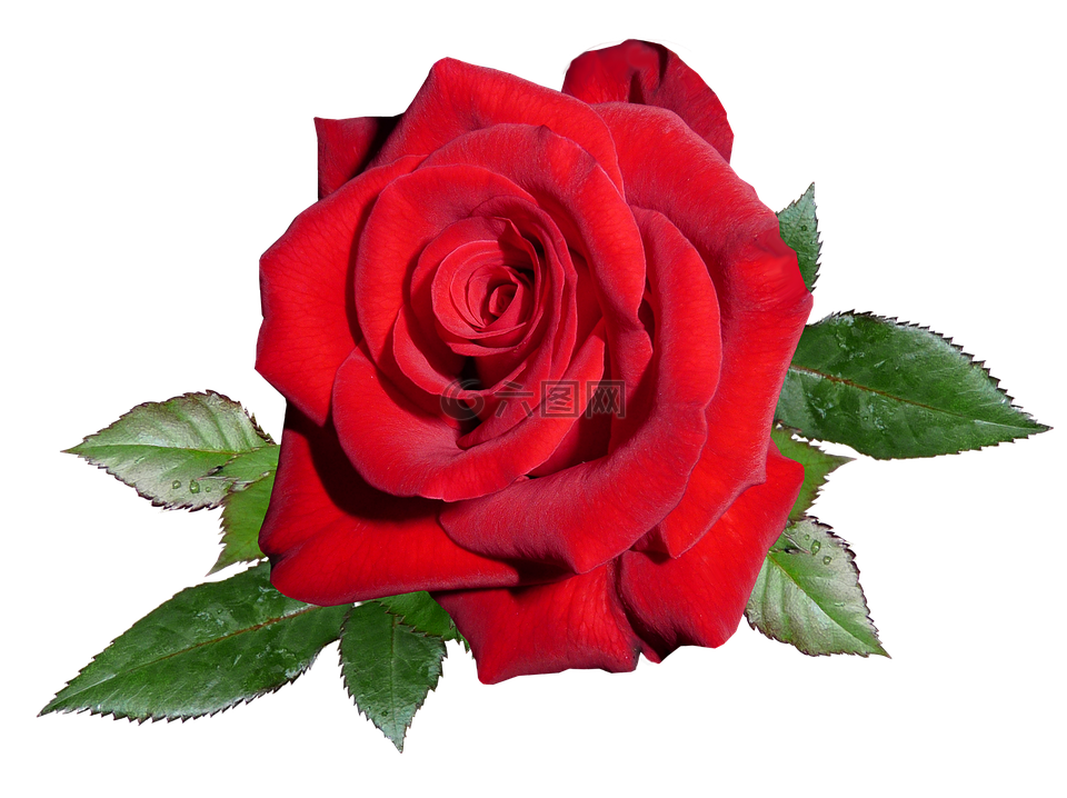 玫瑰,红色,浪漫
