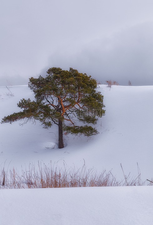 雪,松,云