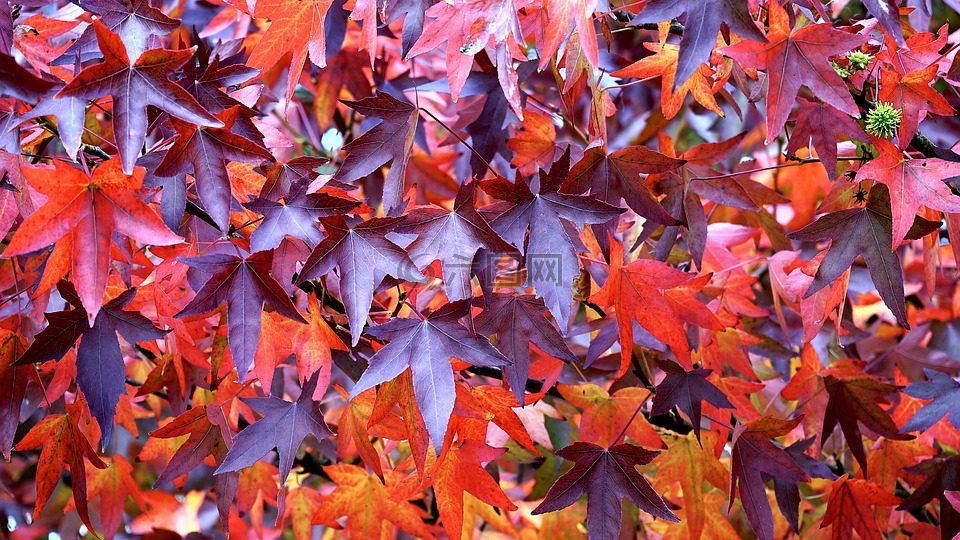 叶子,红色,秋