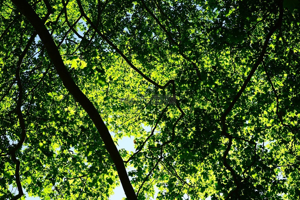 林冠,绿色,叶子
