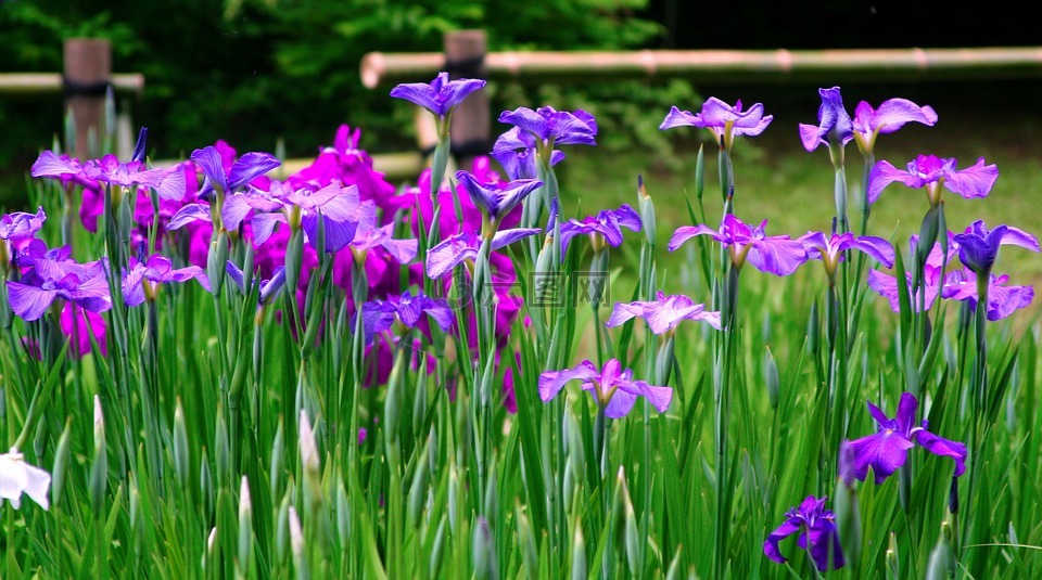 虹膜,鲜花,紫色