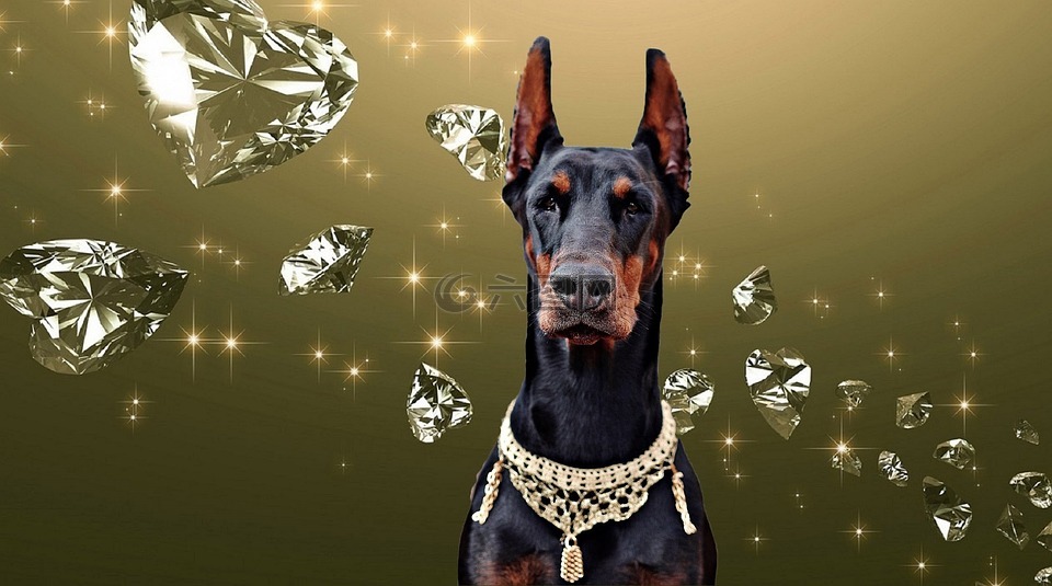 杜宾,狗,钻石