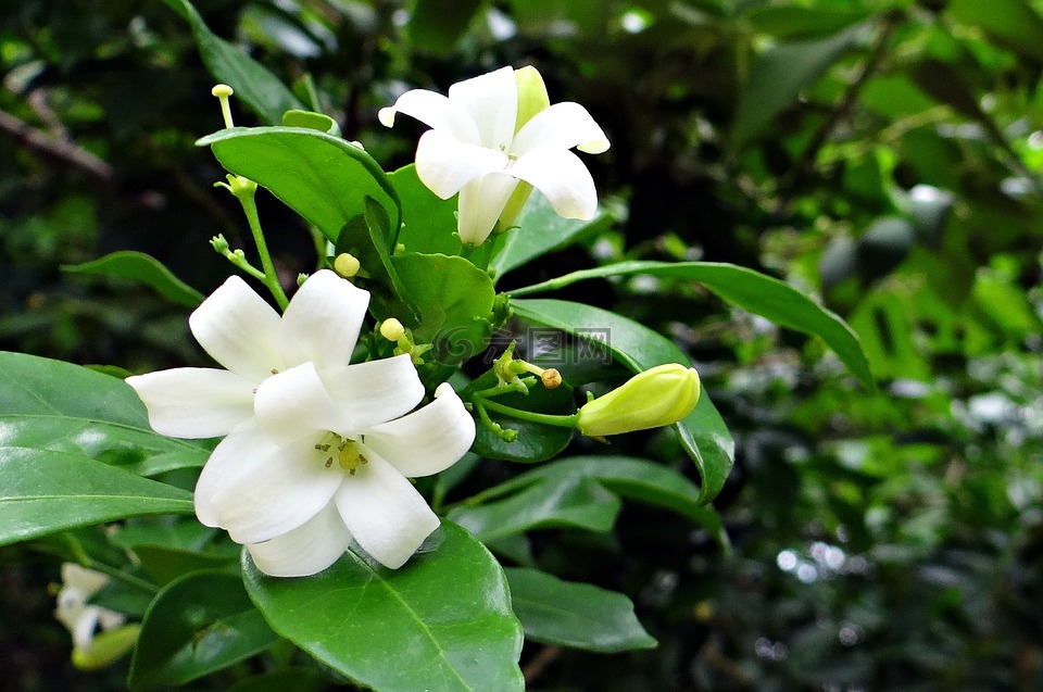 橙花茉莉,kamini,kamini 蚧