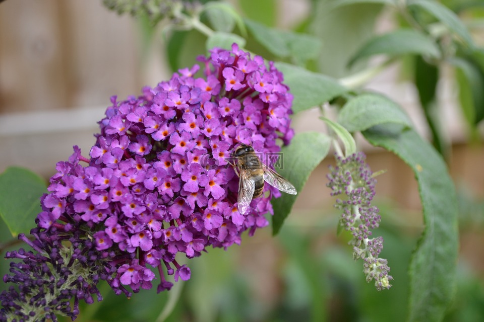 buddlehia,密蒙花,紫色