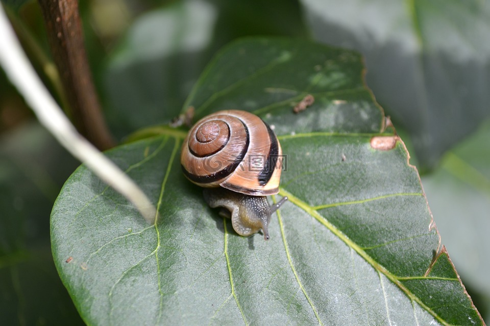蜗牛,庭园蜗牛,叶