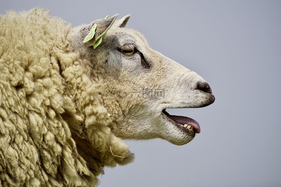 羊,布莱特,羊毛
