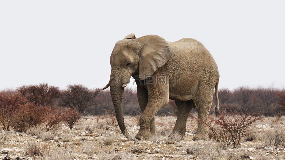 象,非洲,纳米比亚