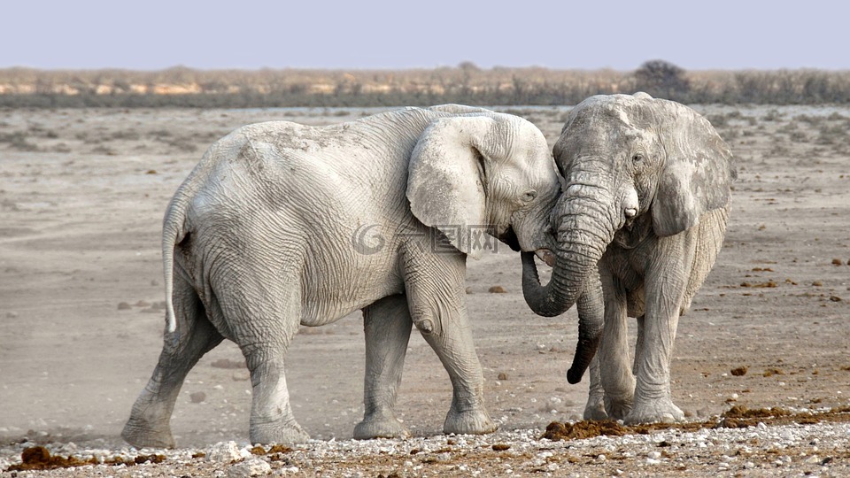 象,非洲,纳米比亚