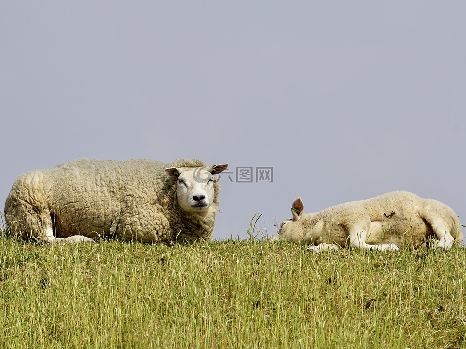 羊,羔羊,母子