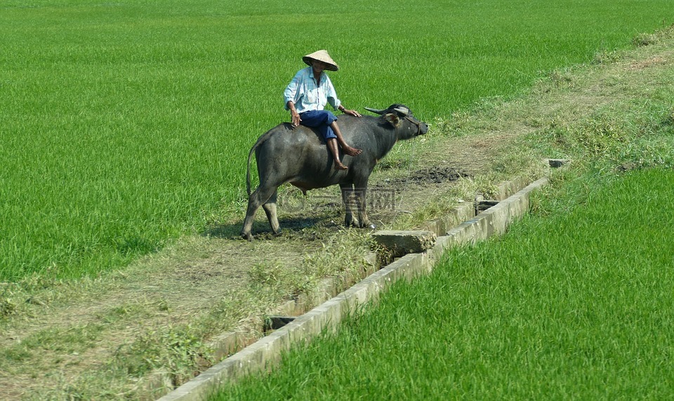 越南,水稻,稻田