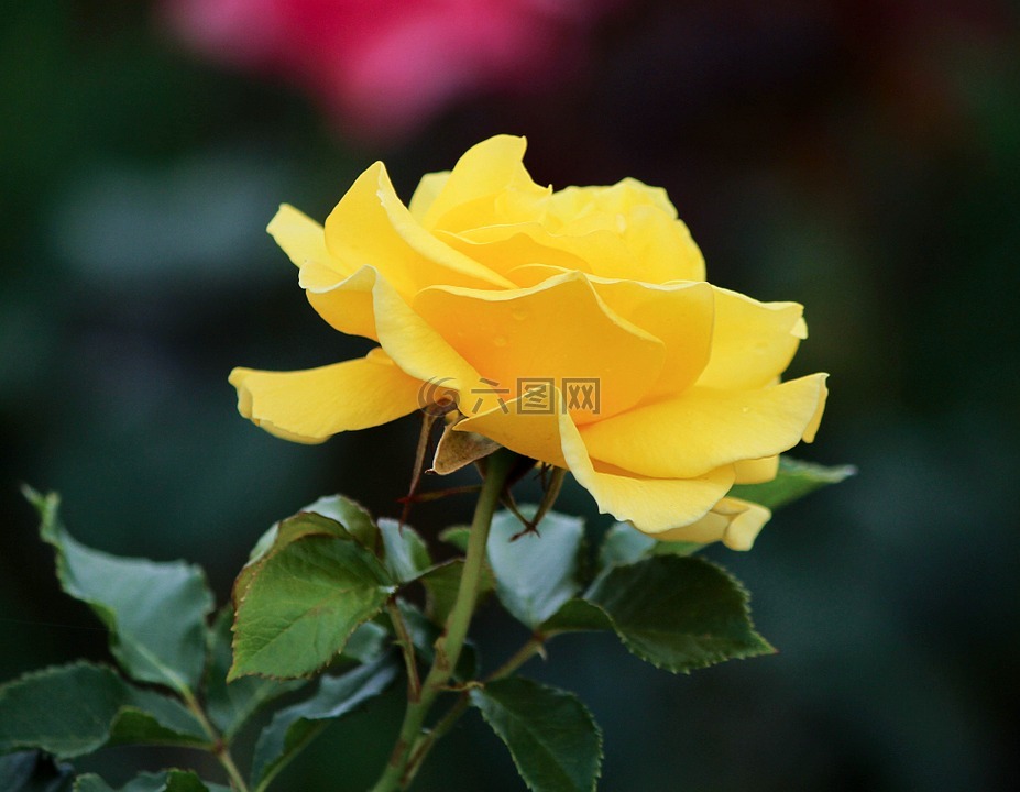 黄玫瑰,外形,花