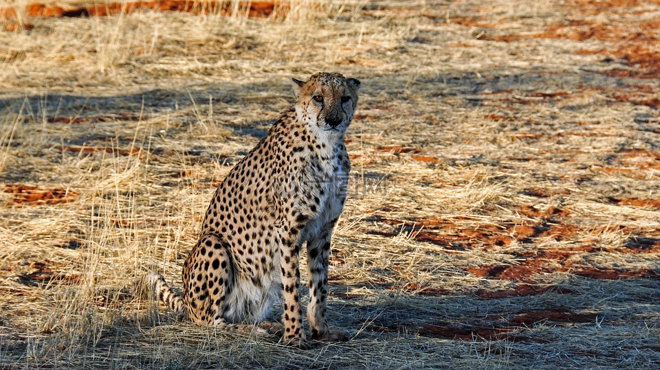 猎豹,非洲,纳米比亚